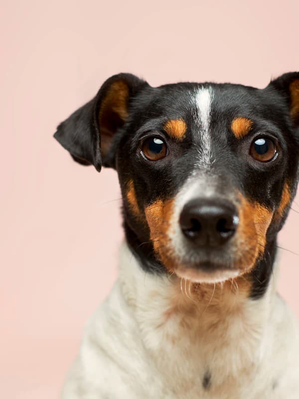 The Dragon Rider - original photo