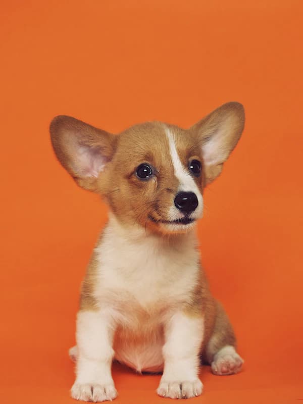 The Admiral - original photo