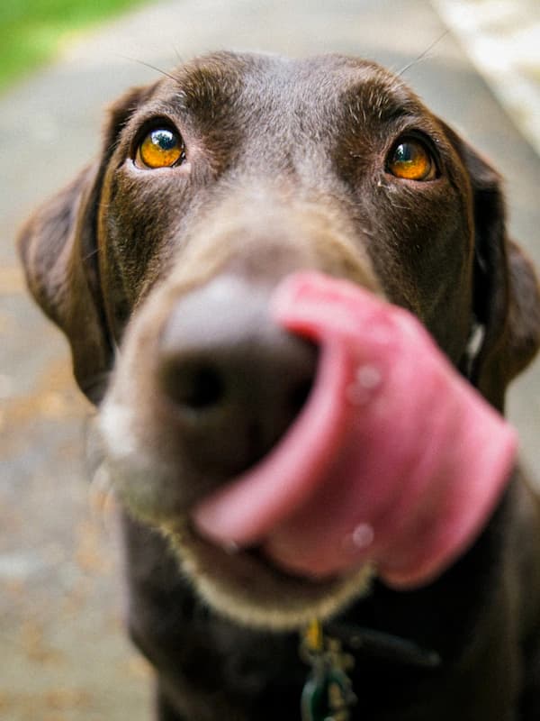 The Colonel - original photo