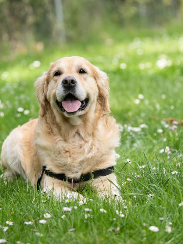 The Chef - original photo