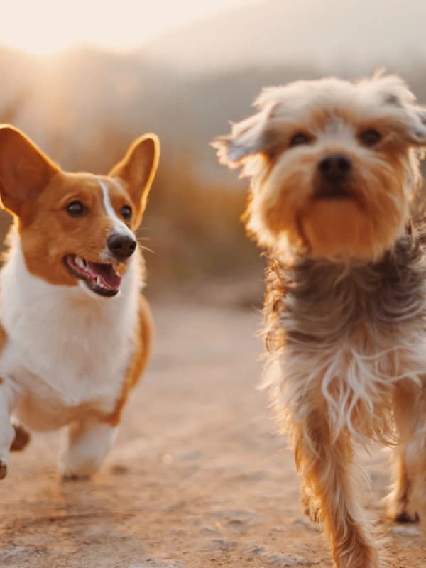 The Emperor - original photo