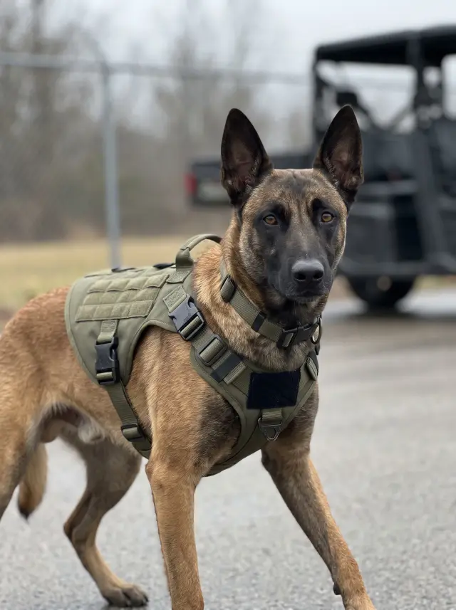 On Duty military pet portrait style